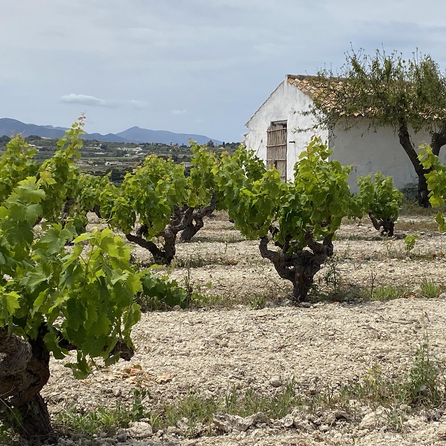 Jarabe Palo, bodega de vermut en Moraira
